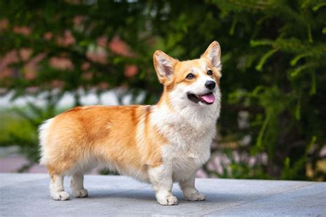 corgi dog price philippines 2024|Welsh Corgi Breed .